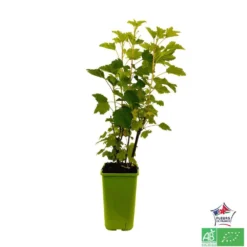 Groseillier à Grappes 'Jonkheer Van Tets' Bio: Pot 1,5 Litres -Promos Jardesia Magasin 827044 004