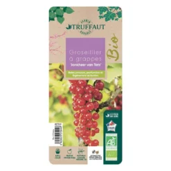 Groseillier à Grappes 'Jonkheer Van Tets' Bio: Pot 1,5 Litres -Promos Jardesia Magasin 827044 005