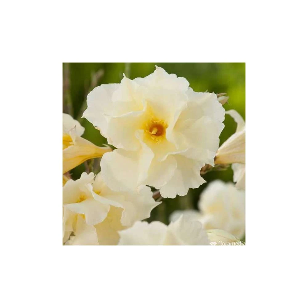 Nerium Oleander Luteum Plenum' Pot 5L 1 Nerium Oleander Luteum Plenum' Pot 5L