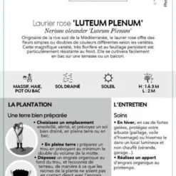 Nerium Oleander Luteum Plenum' Pot 5L 6 Nerium Oleander Luteum Plenum' Pot 5L -Promos Jardesia Magasin 827684 003