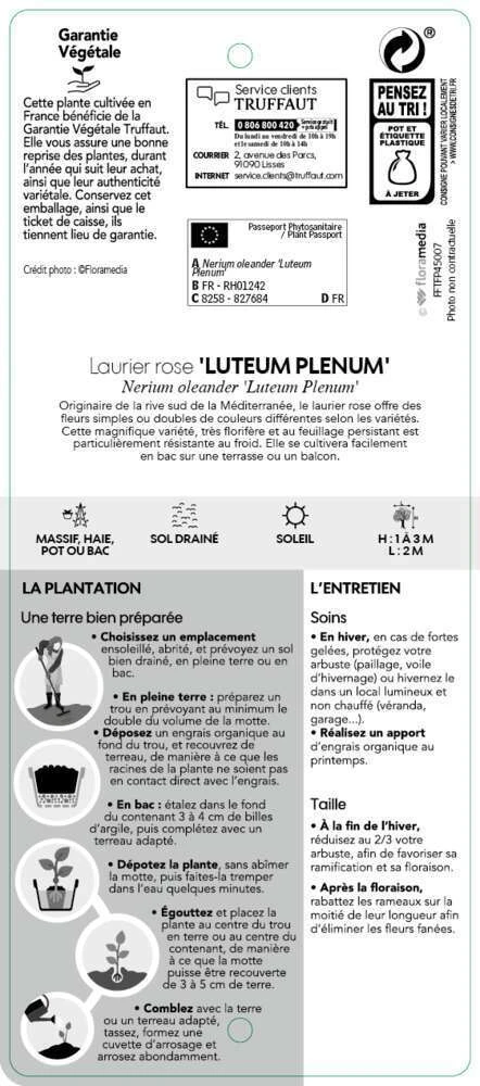 Nerium Oleander Luteum Plenum' Pot 5L 3 Nerium Oleander Luteum Plenum' Pot 5L – Image 3