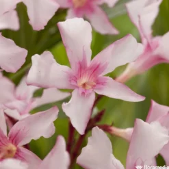 Nerium Oleander Villa Romaine' Pot 5L -Promos Jardesia Magasin 827688 001