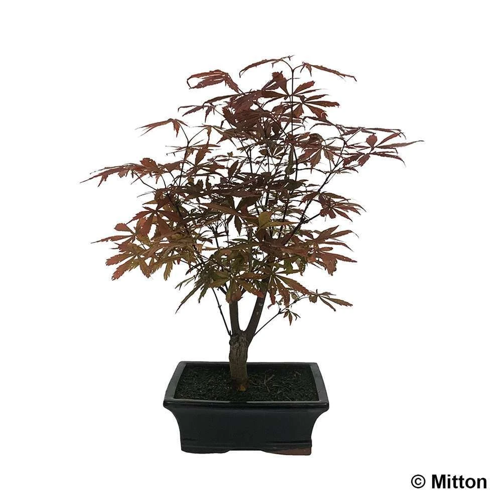 Acer Palmatum 'Atropurpureum' 8/9 D'âge 1 Acer Palmatum 'Atropurpureum' 8/9 D'âge