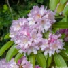 Rhododendron Inkarho Dufthecke : Pot 5L