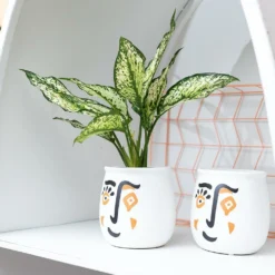Plante Verte - Aglaonema Lipstick Green - H25cm, ø9cm - Plante D'intérieur -Promos Jardesia Magasin 82974ada34d8afa9