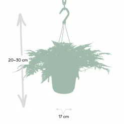 Humata Tyermannii - H20cm, ø17cm - Plante D'intérieur Tombante 7 Humata Tyermannii - H20cm, ø17cm - Plante D'intérieur Tombante -Promos Jardesia Magasin 82e196ebc3b354a5