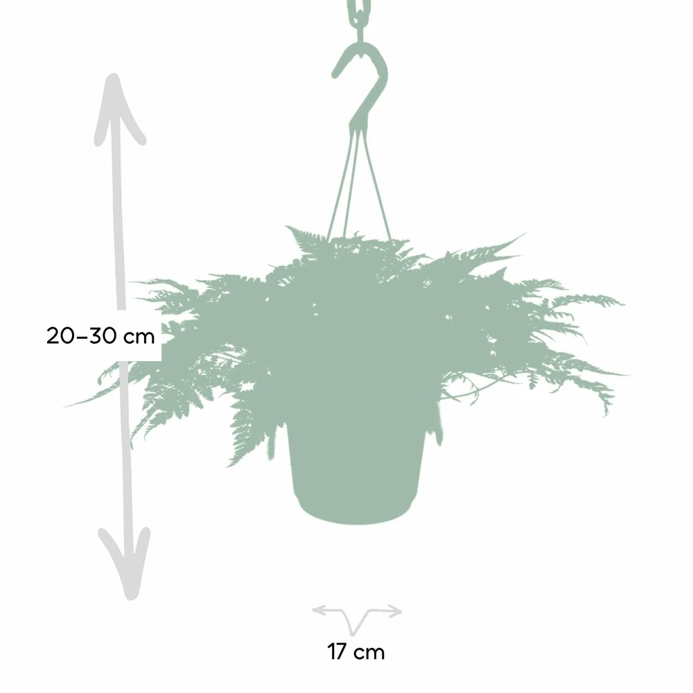 Humata Tyermannii - H20cm, ø17cm - Plante D'intérieur Tombante 3 Humata Tyermannii - H20cm, ø17cm - Plante D'intérieur Tombante – Image 3