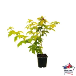 Framboisier Groovy®'Jdeboer005':pot 5L 7 Framboisier Groovy®'Jdeboer005':pot 5L -Promos Jardesia Magasin 831270 004