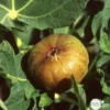 Figuier 'Madeleine Des 2 Saisons':pot 5L