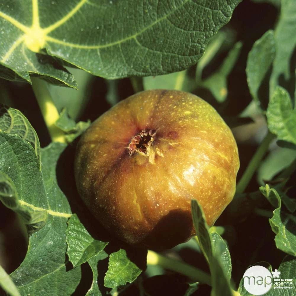Figuier 'Madeleine Des 2 Saisons':pot 5L 1 Figuier 'Madeleine Des 2 Saisons':pot 5L