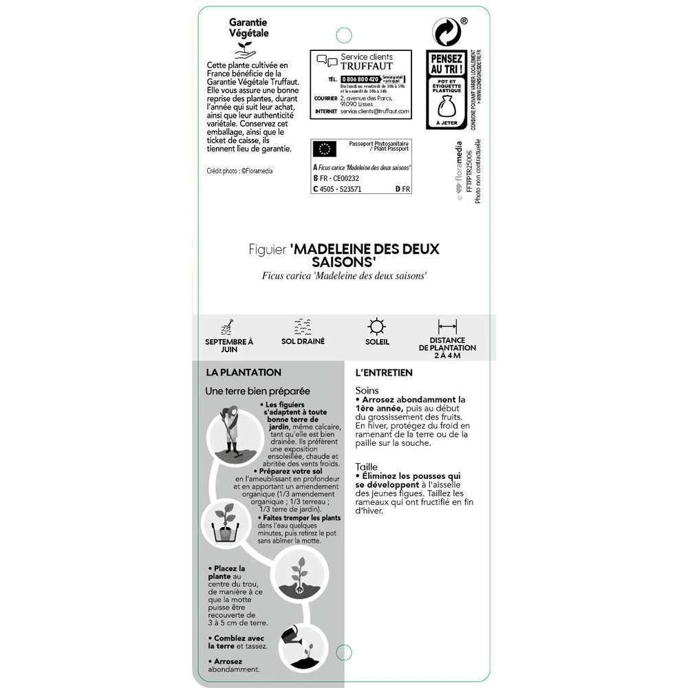 Figuier 'Madeleine Des 2 Saisons':pot 5L 3 Figuier 'Madeleine Des 2 Saisons':pot 5L – Image 3
