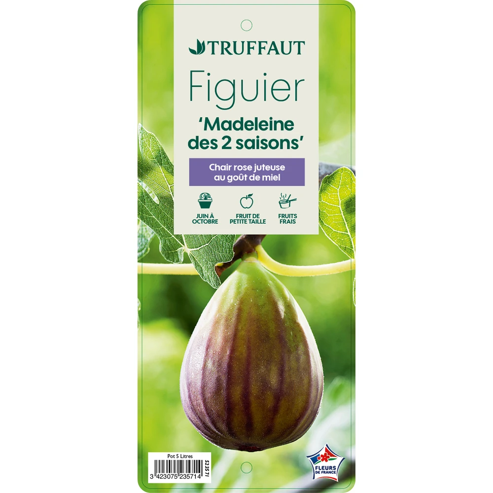 Figuier 'Madeleine Des 2 Saisons':pot 5L 2 Figuier 'Madeleine Des 2 Saisons':pot 5L – Image 2