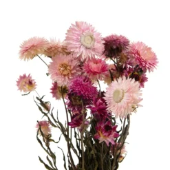 Bouquet De Fleurs Séchées Helichrysum Rose 5 Bouquet De Fleurs Séchées Helichrysum Rose -Promos Jardesia Magasin 837659 1697287