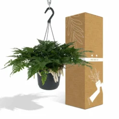 Humata Tyermannii - H20cm, ø17cm - Plante D'intérieur Tombante 8 Humata Tyermannii - H20cm, ø17cm - Plante D'intérieur Tombante -Promos Jardesia Magasin 838c2a9c060e14c2