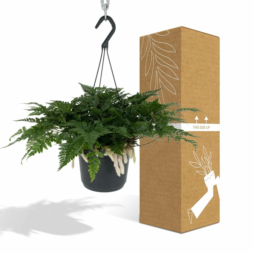 Humata Tyermannii - H20cm, ø17cm - Plante D'intérieur Tombante 4 Humata Tyermannii - H20cm, ø17cm - Plante D'intérieur Tombante – Image 4