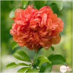 Punica Granatum Pot 45L, 18/20. -Promos Jardesia Magasin 840073 003