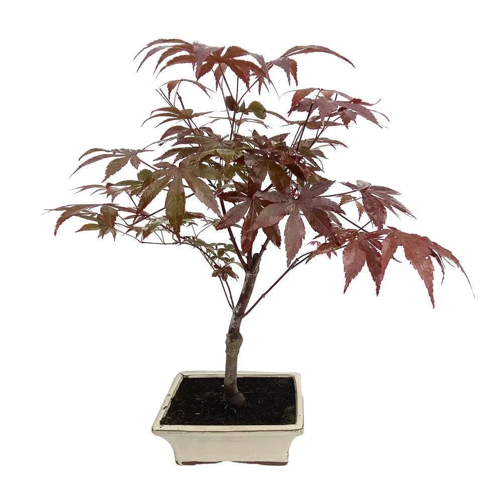 Bonsaï D'extérieur Avec Soucoupe, 8/9 Ans 2 Bonsaï D'extérieur Avec Soucoupe, 8/9 Ans – Image 2