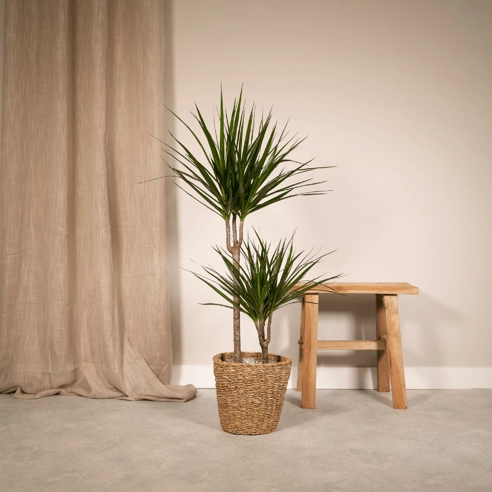 Dracaena Marginata - H100cm, ø19cm - Très Grande Plante D'intérieur 2 Dracaena Marginata - H100cm, ø19cm - Très Grande Plante D'intérieur – Image 2