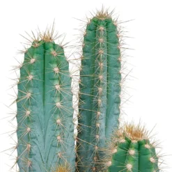 Pilosocereus Azureus - H40cm, ø17cm - Plante D'intérieur 7 Pilosocereus Azureus - H40cm, ø17cm - Plante D'intérieur -Promos Jardesia Magasin 850f1b569dd16132