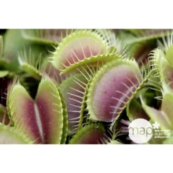 Attrape-mouches : Ø12cm, Pot -Promos Jardesia Magasin 85271 001