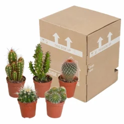 Cactus, Box De 5 Plantes - H8cm, ø5,5cm - Plantes D'intérieur -Promos Jardesia Magasin 855b4e225476998c