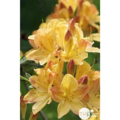 Azalea Mollis Trevarez Pot 7,5L 5 Azalea Mollis Trevarez Pot 7,5L -Promos Jardesia Magasin 858101 003
