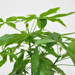 Pachira Aquatica - H150cm, ø30cm - Très Grande Plante D'intérieur -Promos Jardesia Magasin 867986c6f9b249d4