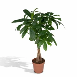 Pachira Aquatica - H70cm, ø17cm - Grande Plante D'intérieur