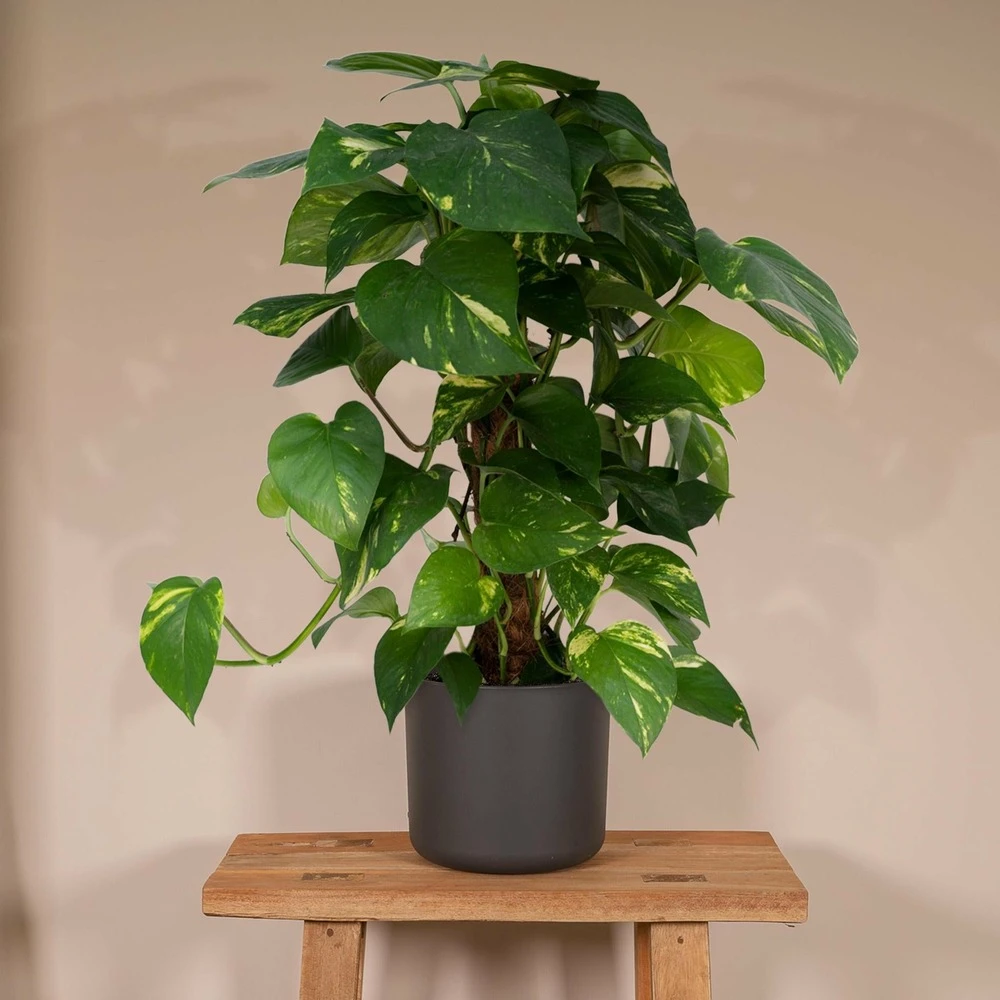 Epipremnum Aureum Et Son Tuteur - H60cm, ø15cm - Plante D'intérieur Tombante 2 Epipremnum Aureum Et Son Tuteur - H60cm, ø15cm - Plante D'intérieur Tombante – Image 2