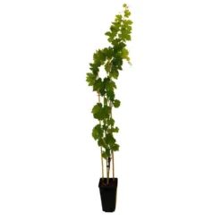 Vigne Muscat Bleu : AB Pot 3L
