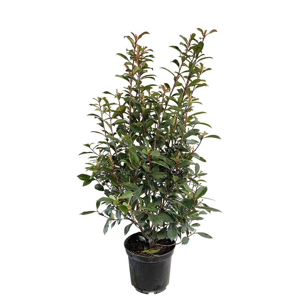 Photinia "Carré Rouge" Pot 10L 1/125 1 Photinia "Carré Rouge" Pot 10L 1/125