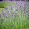 Lavandula 'phenomenal' : Pot 5L