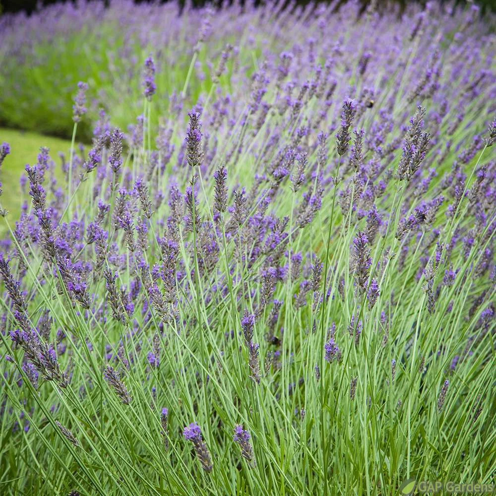 Lavandula 'phenomenal' : Pot 5L 1 Lavandula 'phenomenal' : Pot 5L