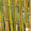 Bambou Moyen Phyllostachys Aureosulcata 'Spectabilis' 150/200 :pot 18L