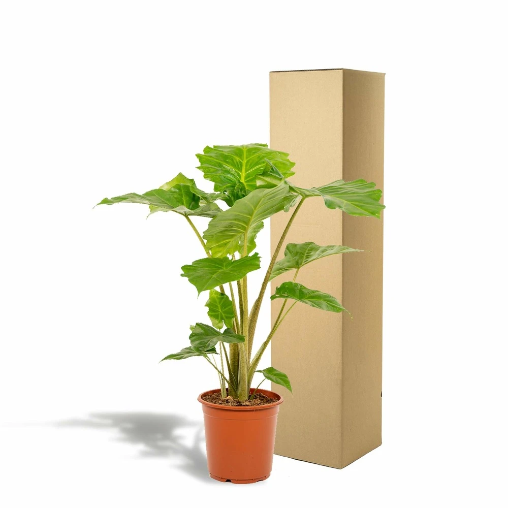 Alocasia Portodora - H80cm, ø21cm - Grande Plante D'intérieur 5 Alocasia Portodora - H80cm, ø21cm - Grande Plante D'intérieur – Image 5