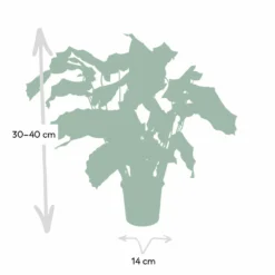 Calathea Network - 30cm, ø14cm - Plante D'intérieur -Promos Jardesia Magasin 8783bedbb8e7b11e
