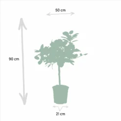Ficus Elastica Melany, Ficus Benghalensis Audrey, Duo De Plantes - Grandes Plantes D'intérieur -Promos Jardesia Magasin 87b717b6c73f81ab