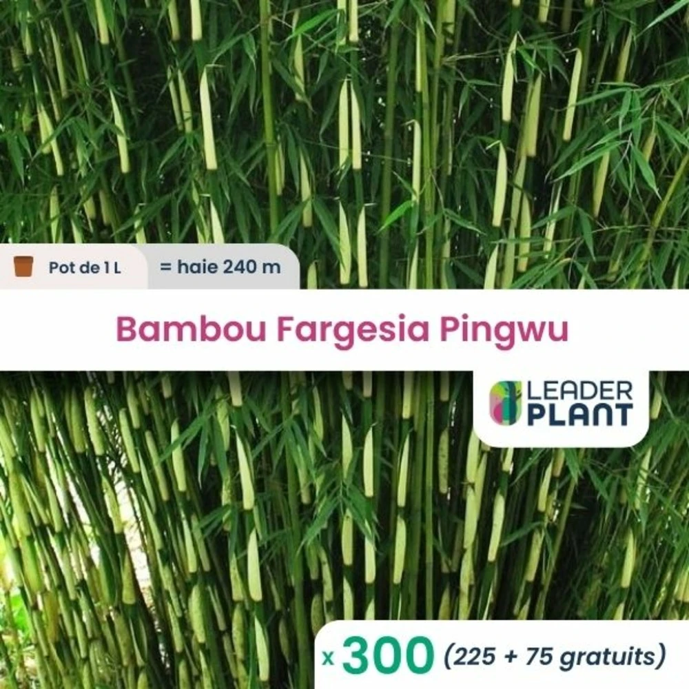 300 X Bambou Fargesia Pingwu En Pot De 1 L 1 300 X Bambou Fargesia Pingwu En Pot De 1 L