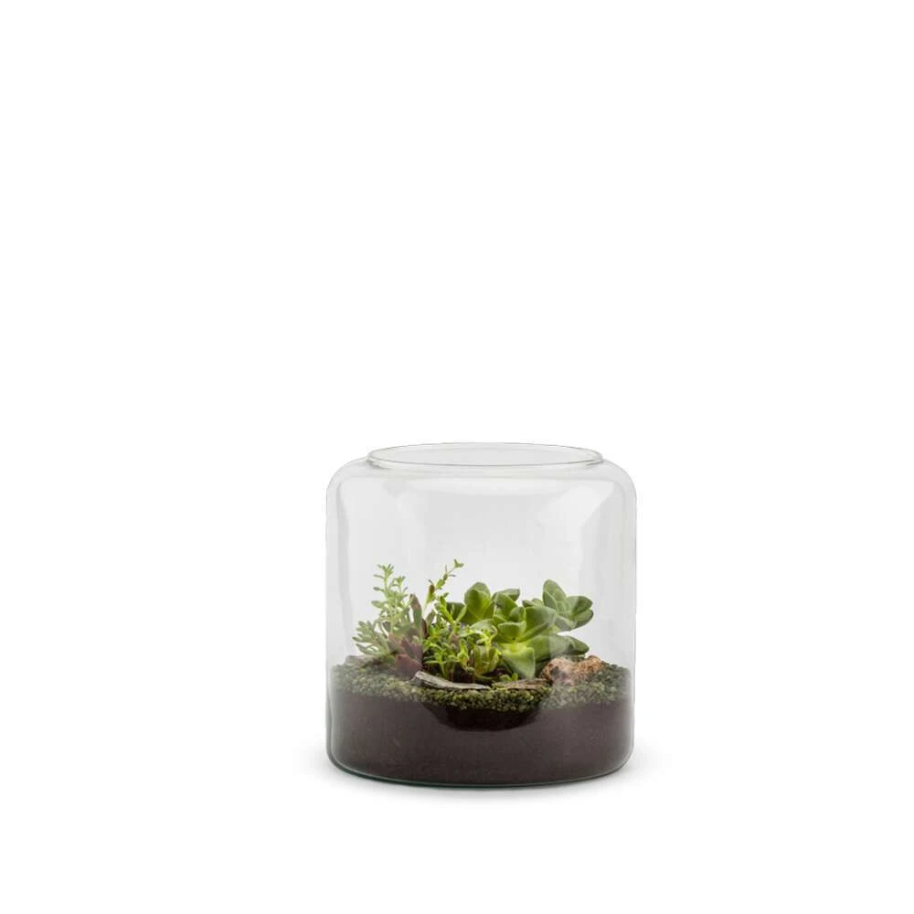 TERRA MIA S SUCCULENTE-(884076) 1 TERRA MIA S SUCCULENTE-(884076)