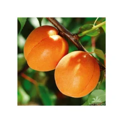 Abricotier Hargrand : Gobelet 3 Ans D'âge Ctr 12 Litres 9 Abricotier Hargrand : Gobelet 3 Ans D'âge Ctr 12 Litres -Promos Jardesia Magasin 88699 004