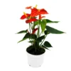 Fleur De Flamant Rose - Anthurium Andreanum - Anthurium - Pot 12cm - "orange Champion