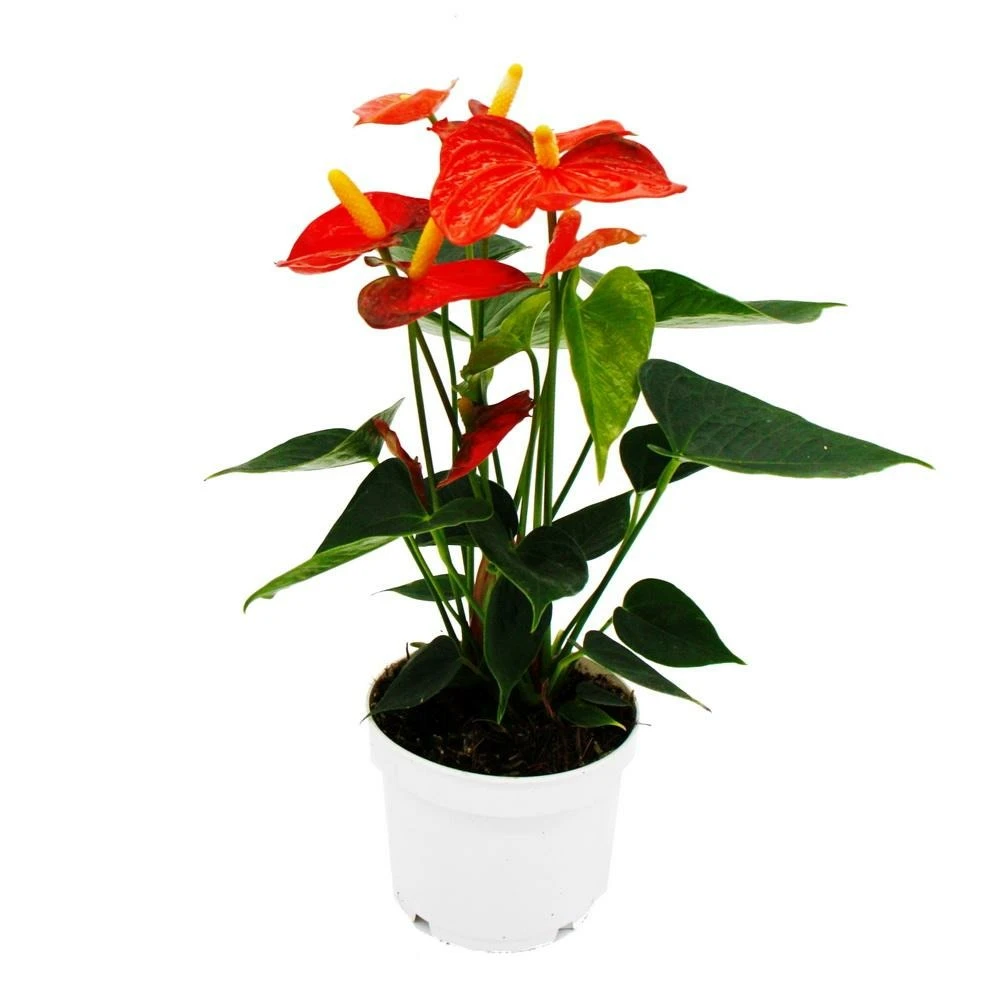 Fleur De Flamant Rose - Anthurium Andreanum - Anthurium - Pot 12cm - "orange Champion 1 Fleur De Flamant Rose - Anthurium Andreanum - Anthurium - Pot 12cm - "orange Champion