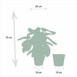 Calathea Médaillon Et Son Panier Naturel - H65cm, ø19cm - Plante D'intérieur 9 Calathea Médaillon Et Son Panier Naturel - H65cm, ø19cm - Plante D'intérieur -Promos Jardesia Magasin 88aeffa7f615bfa9