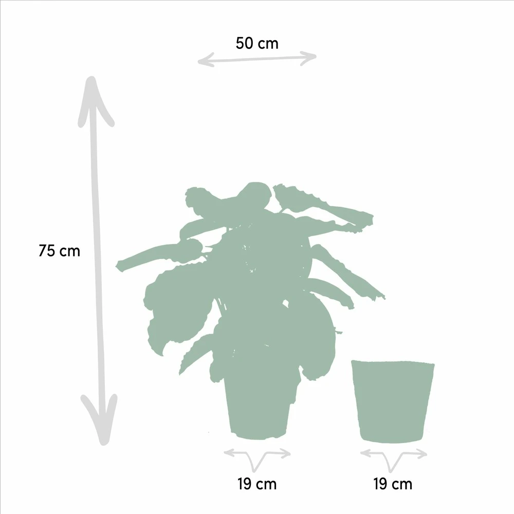 Calathea Médaillon Et Son Panier Naturel - H65cm, ø19cm - Plante D'intérieur 5 Calathea Médaillon Et Son Panier Naturel - H65cm, ø19cm - Plante D'intérieur – Image 5