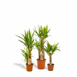 Yucca X3 - Grandes Plantes D'intérieur