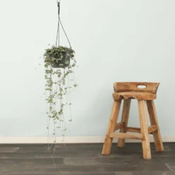 Ceropegia Iris - H50cm, ø14cm - Plante D'intérieur Tombante -Promos Jardesia Magasin 8964748a0fcadfdb