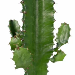 Euphorbia Acrurensis - H50cm, ø17cm - Grande Plante D'intérieur -Promos Jardesia Magasin 89c7b00cb965e343