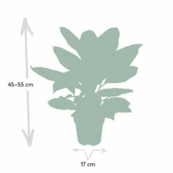 Codiaeum Petra Croton - H45cm, ø17cm - Plante D'intérieur -Promos Jardesia Magasin 89f287025f2b3598