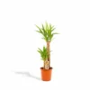 Yucca Xl - H100cm, ø21cm - Très Grande Plante D'intérieur