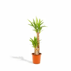 Yucca Xl - H100cm, ø21cm - Très Grande Plante D'intérieur